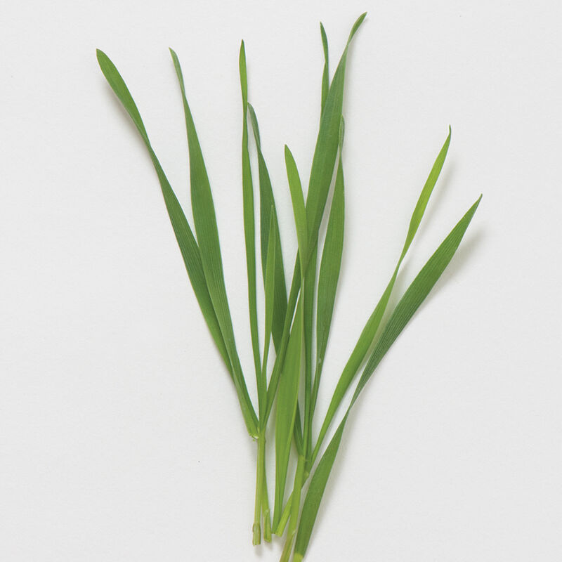 02162sg_01_hardredwinterwheat