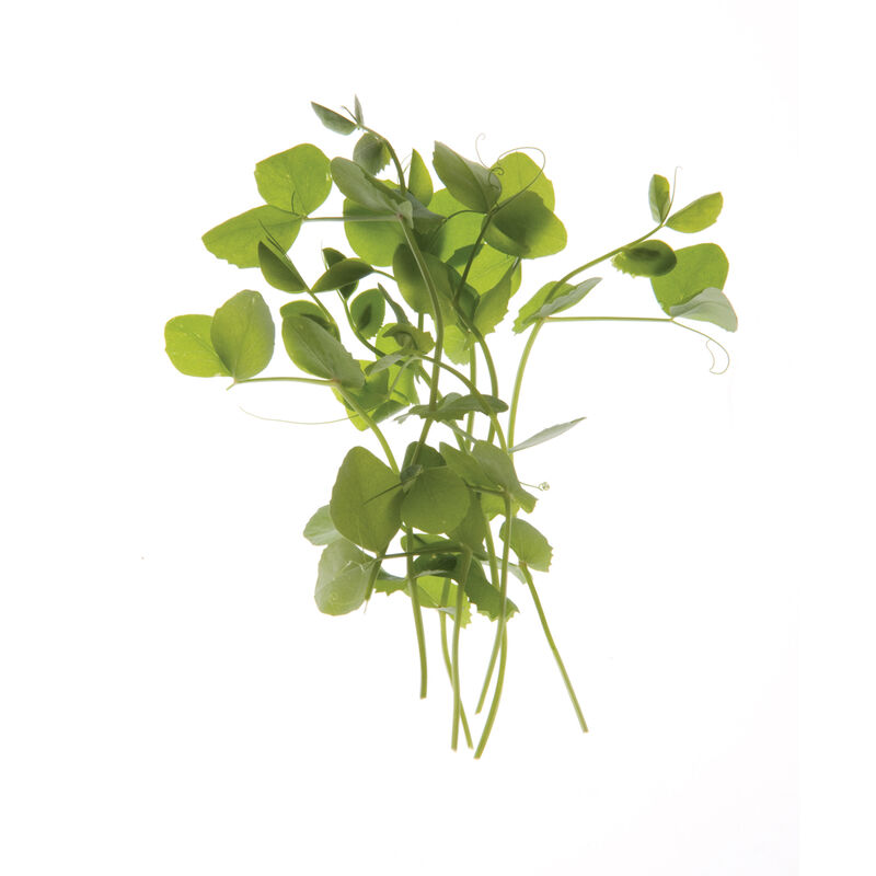 02206s_01_dwarfgreysugpeashoots