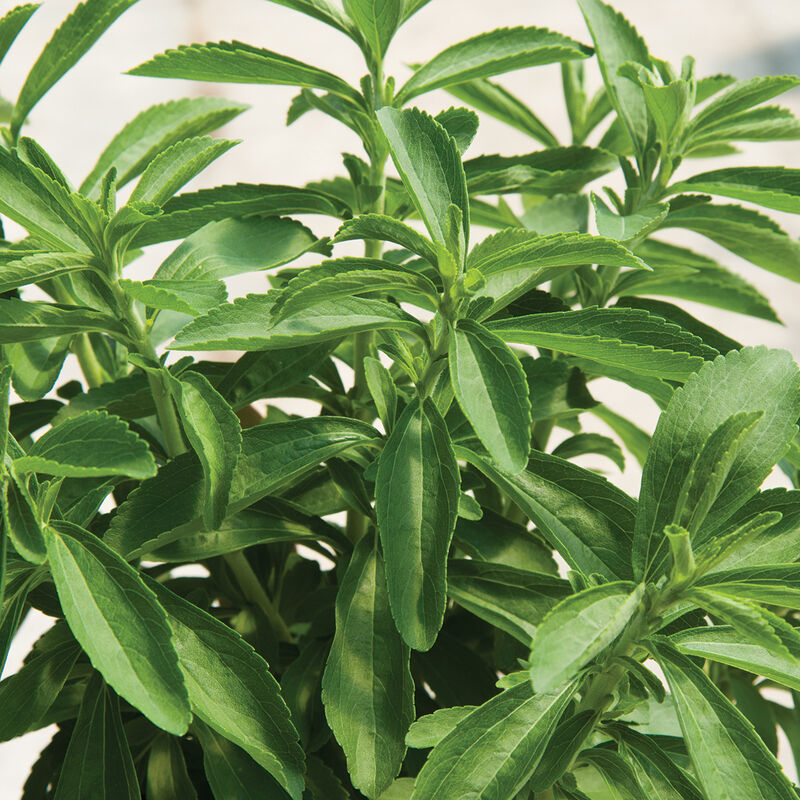 02305_01_stevia