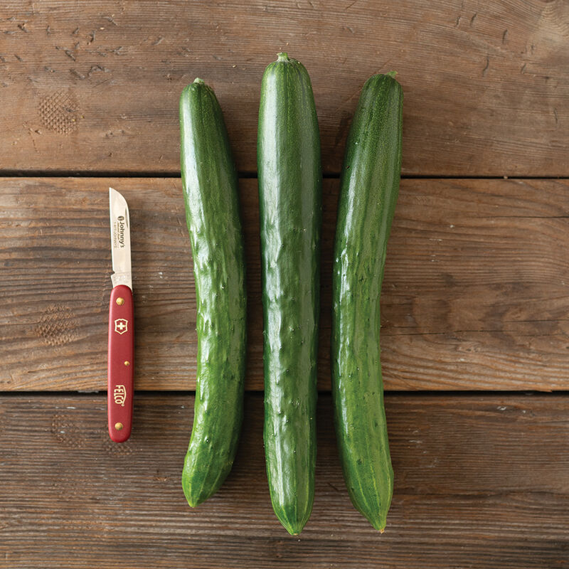 02323_01_tastyjade_cucumber