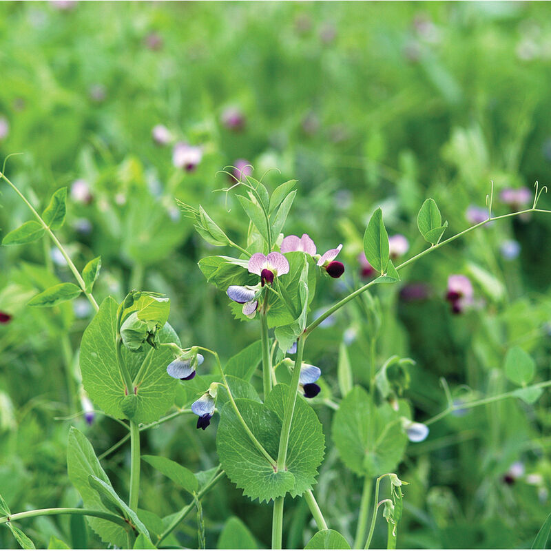 02340_01_maxumfieldpea
