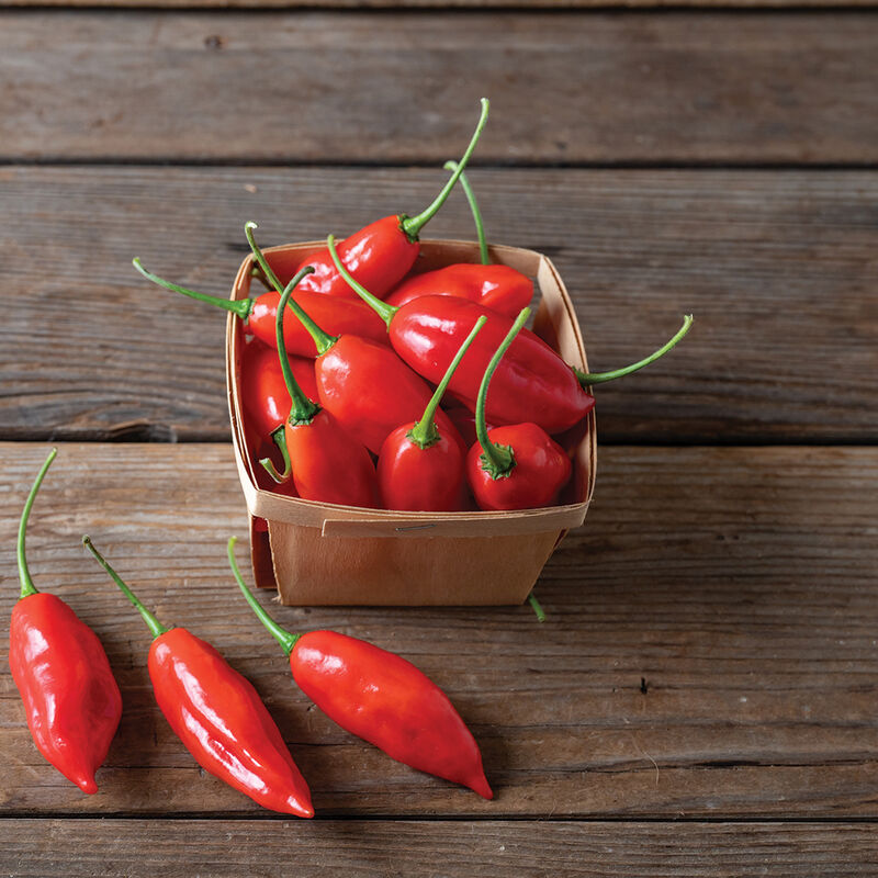 02343g_01_hot_paper_lantern_pepper