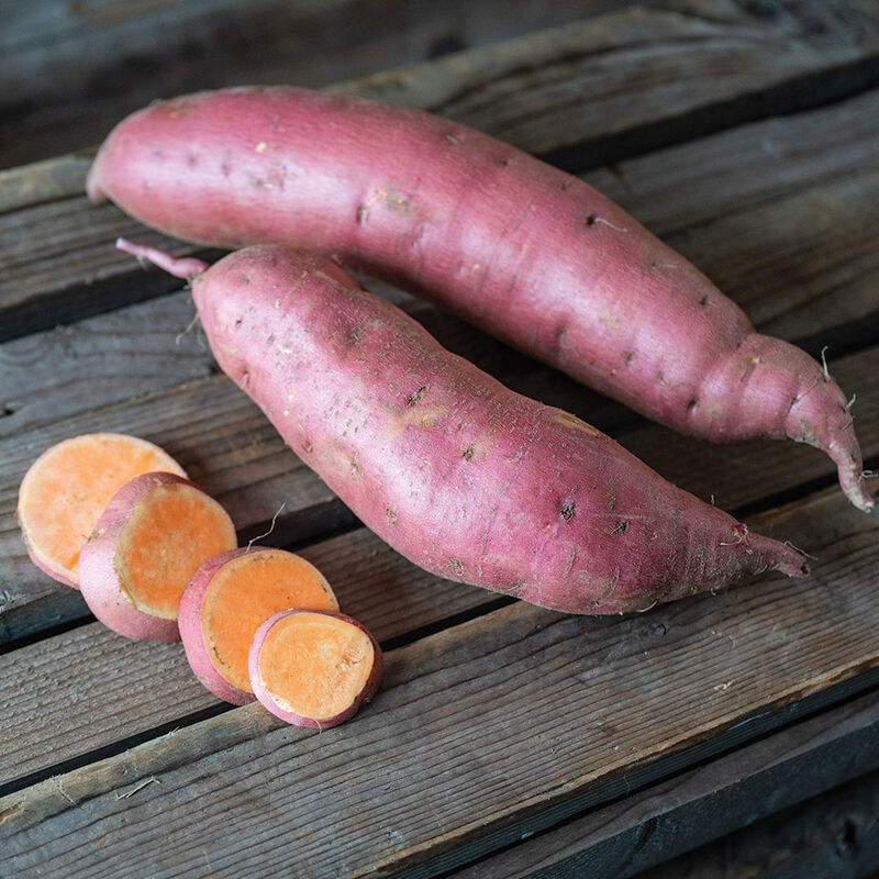 02469g_01_beauregard_sweetpotato