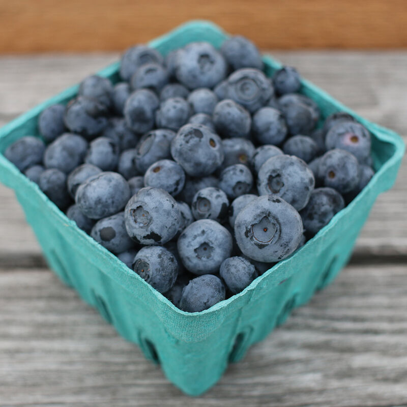 02503_01_bluecollec
