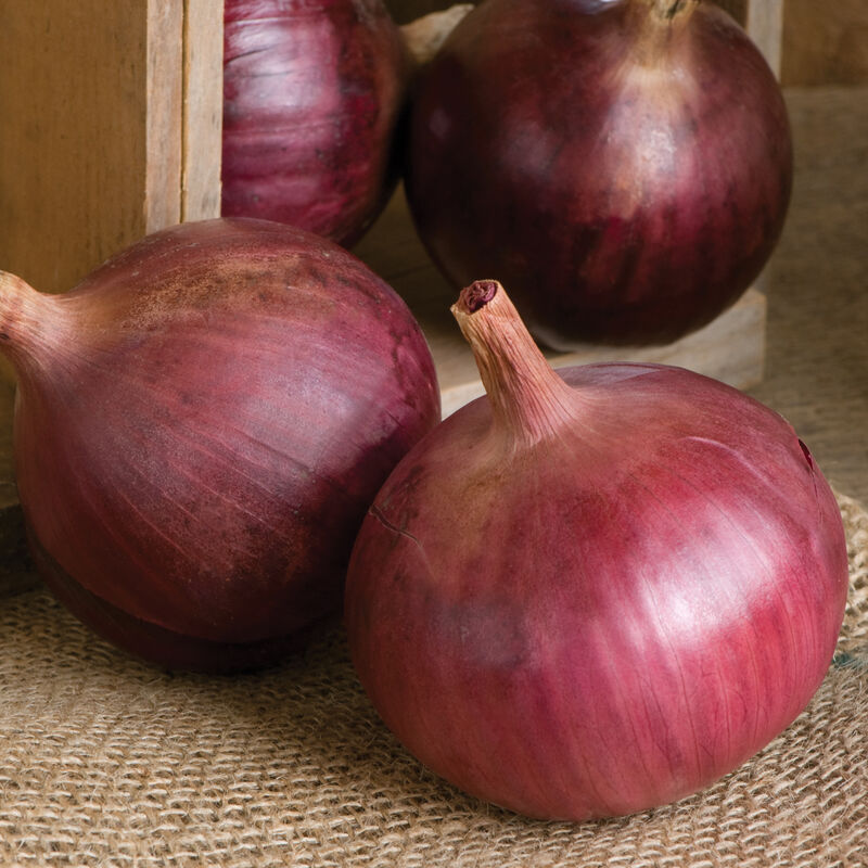 02581_01_cabernet