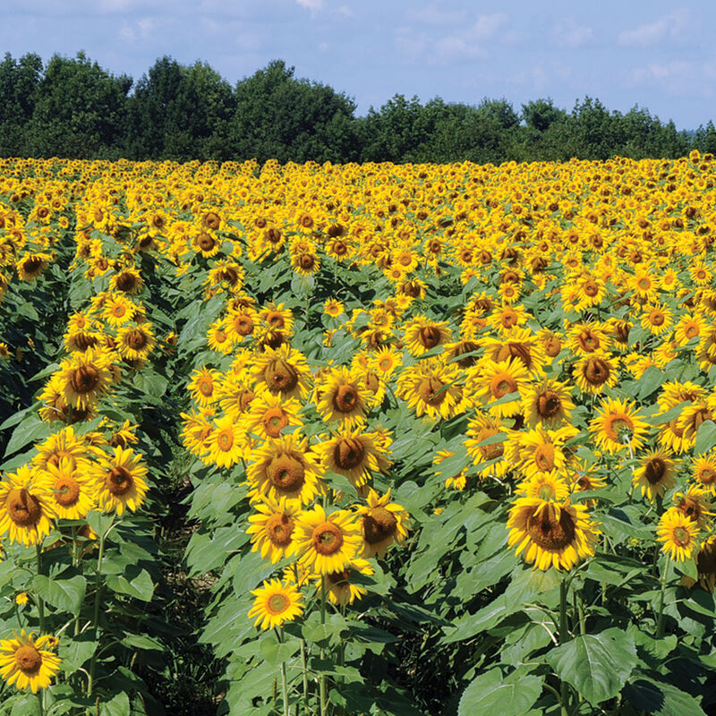 02603_01_royal_hybrid_sunflower