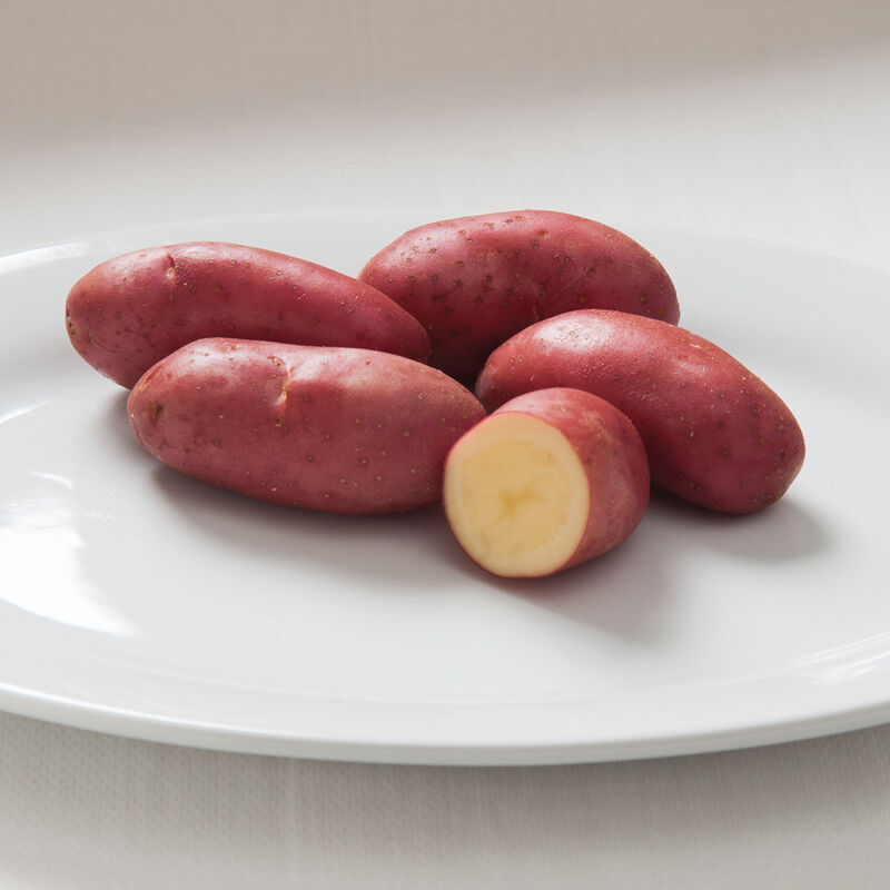 02608_01_frenchfingerling