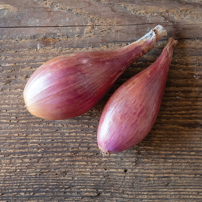 02703_01_conservor_shallot