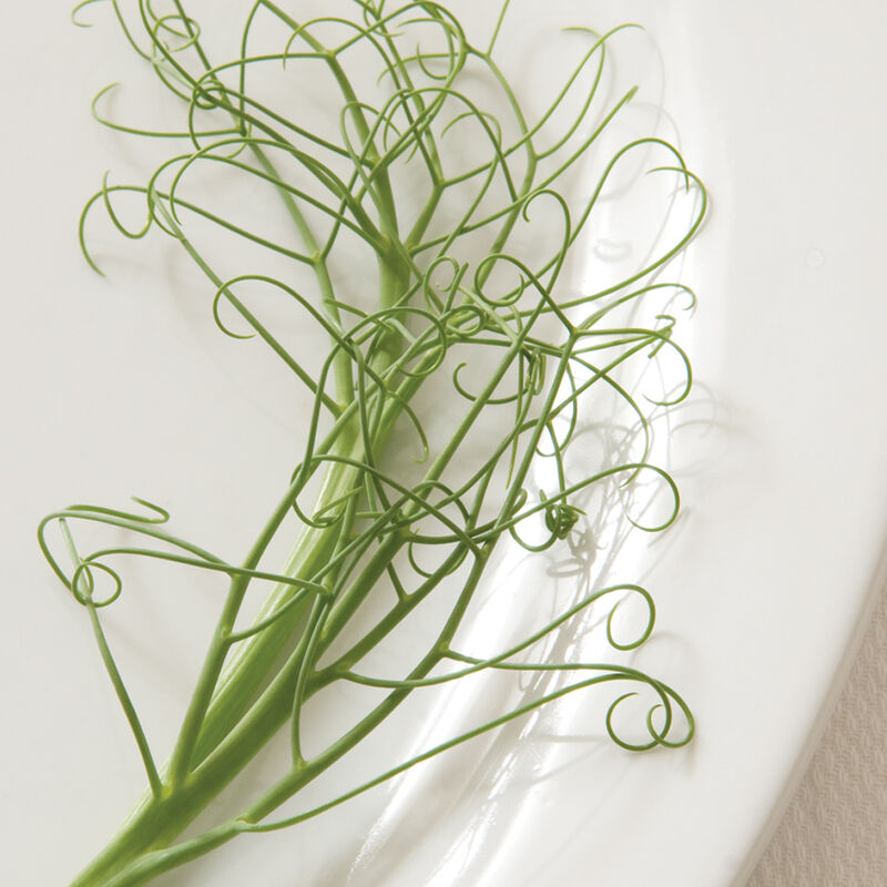 02722_01_feistytendrils2