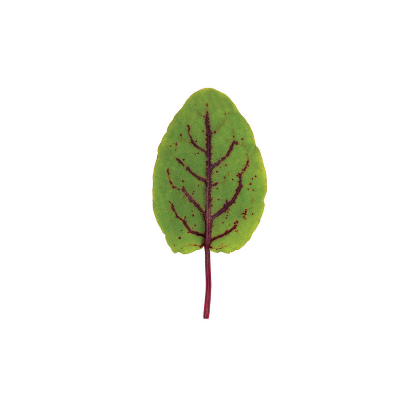 02827_01_redvsorrelsalad