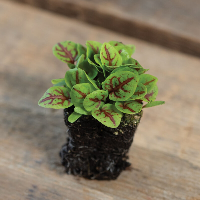 02827m_03_sorrel