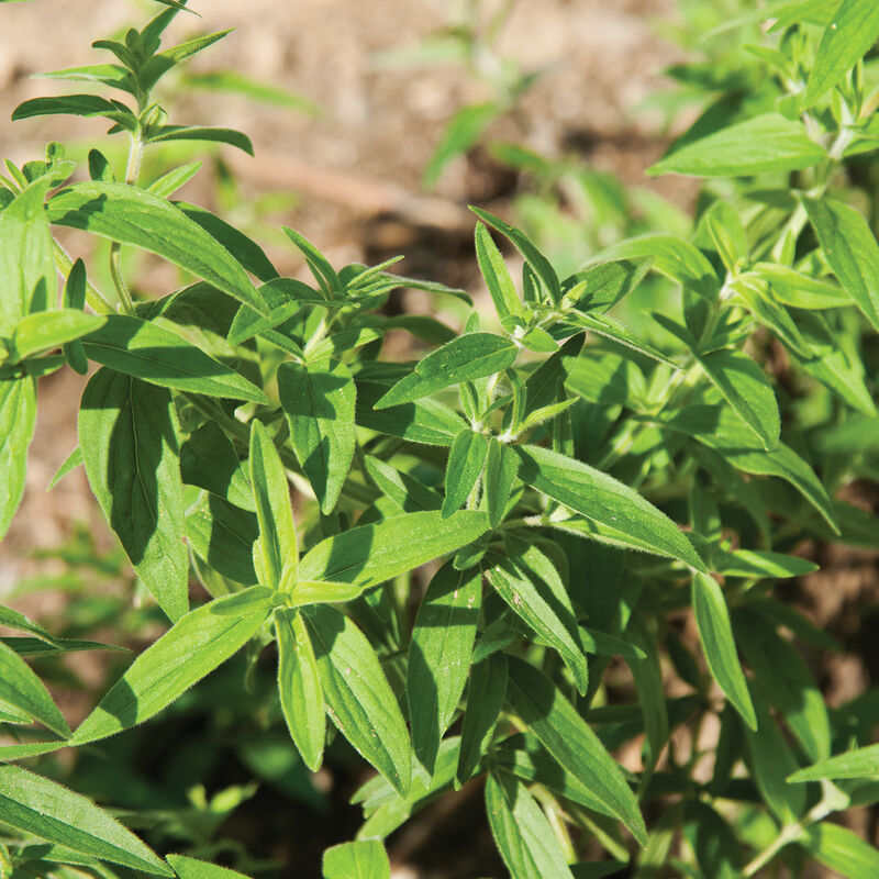 02919_01_mountainmint