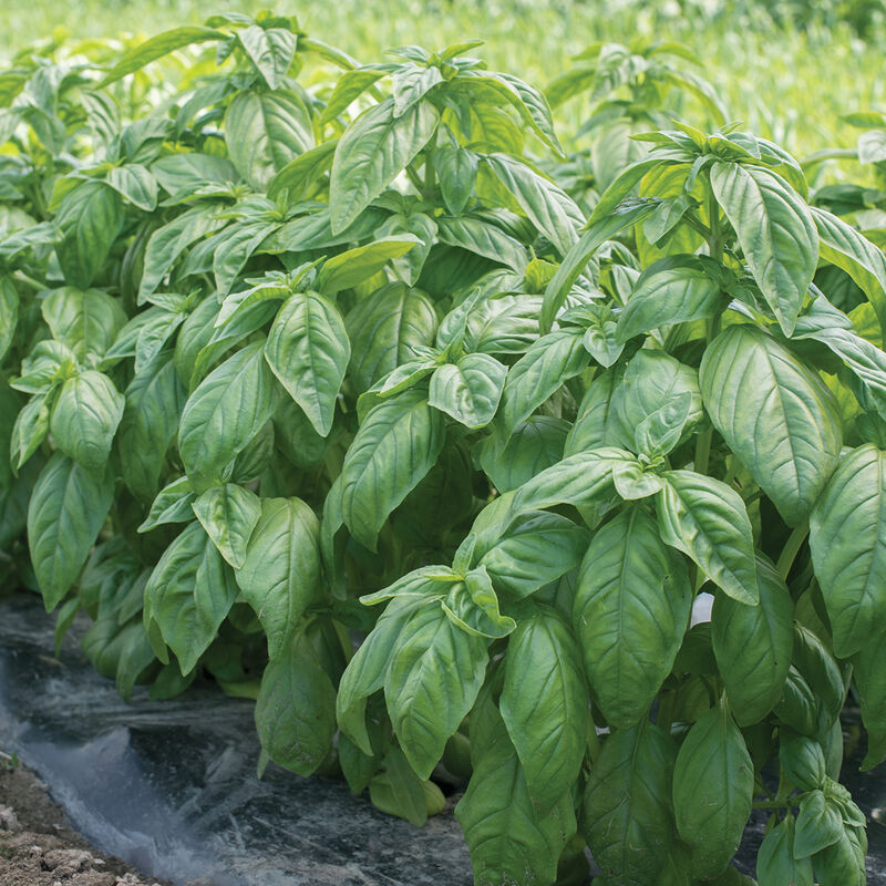 02922_03_genovesecompactbasil
