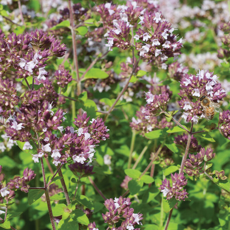 02923g_01_wildmarjoram