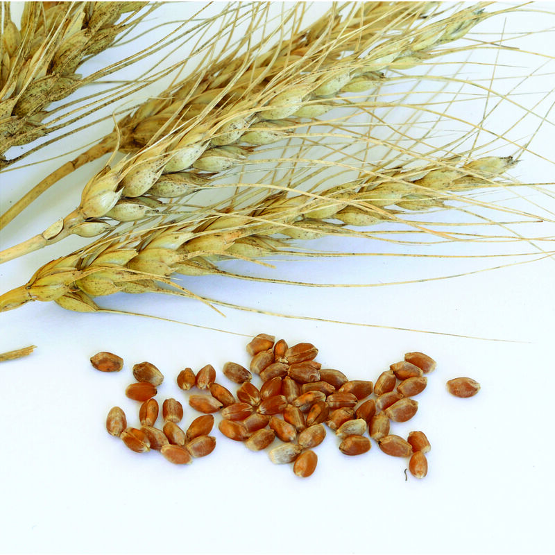 0292g_01_glennspringwheat