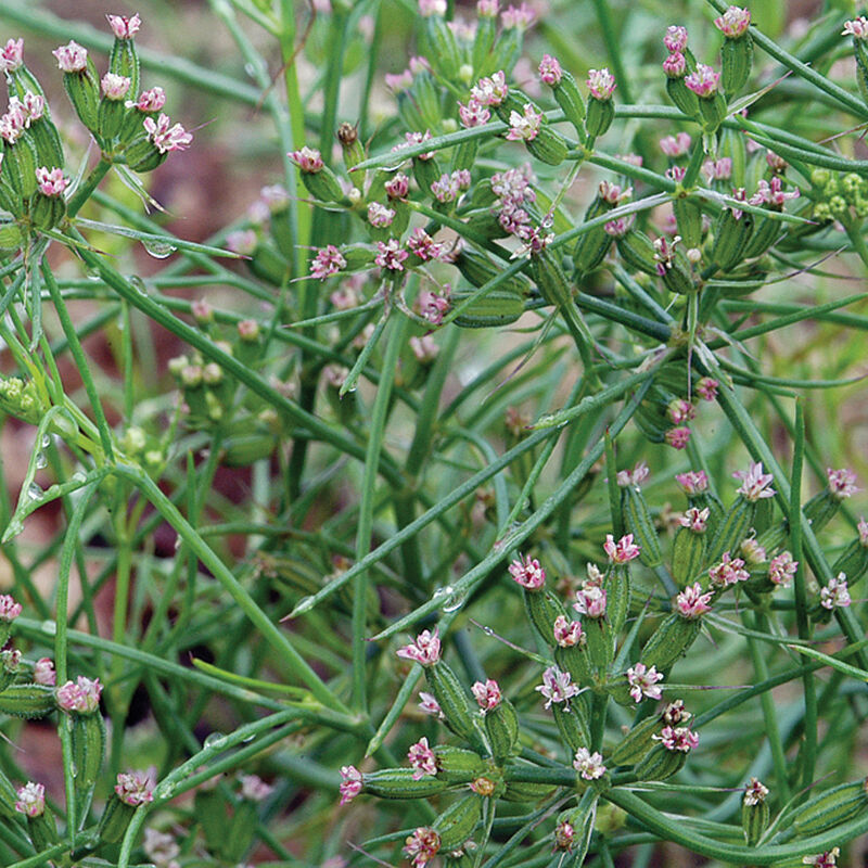 02931_01_cumin