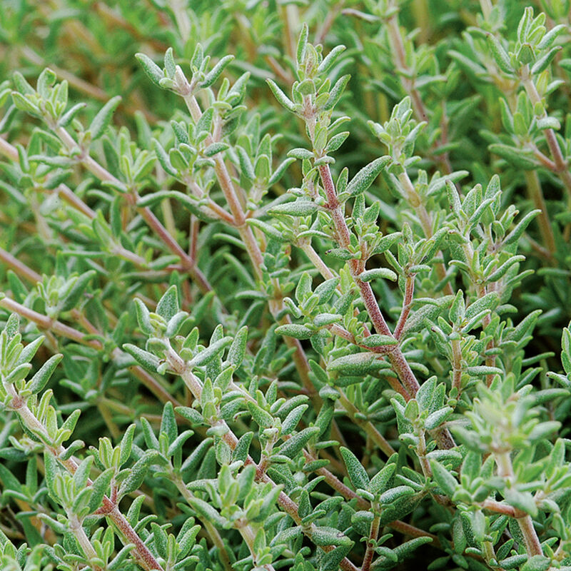 02934_01_orange_thyme