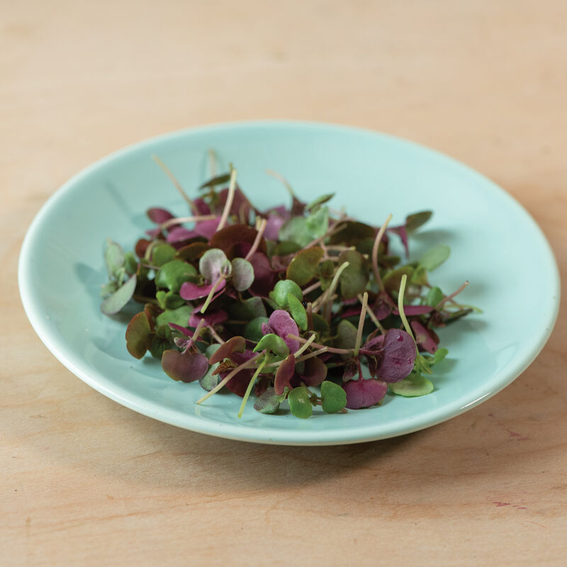 02943m_03_shiso_britton