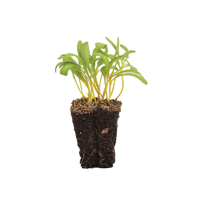02965m_01_yellowbeet
