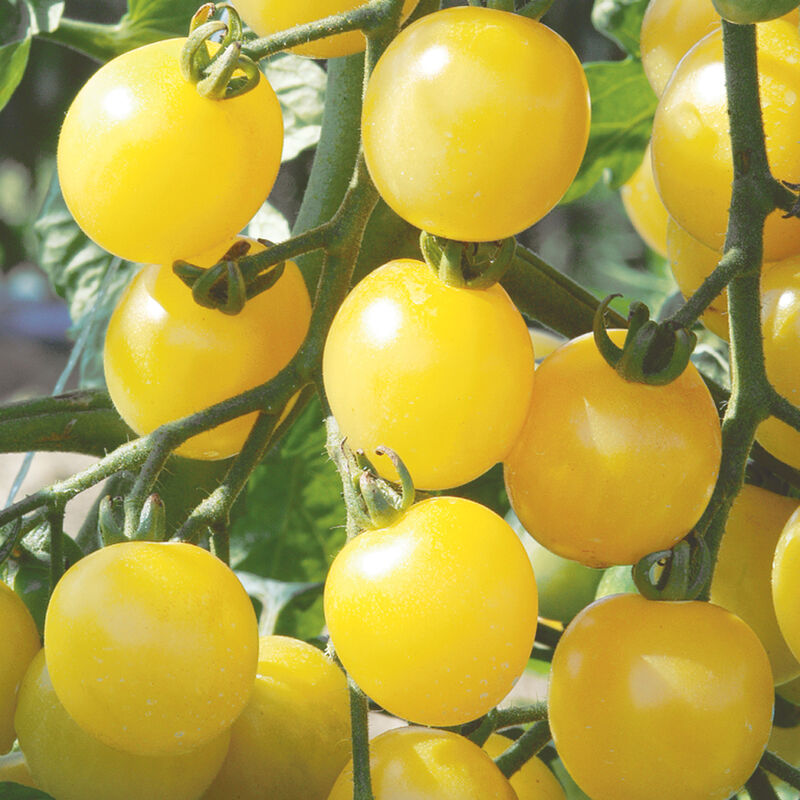 02977g_01_white_cherry