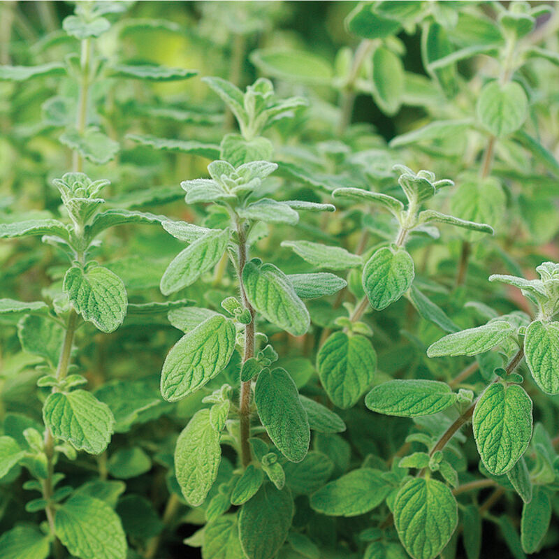 02997_01_zaatar