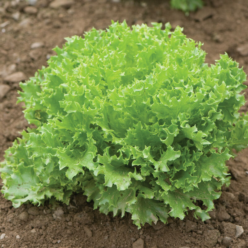 03054jp_01_greensweetcrispfriseeheadfield
