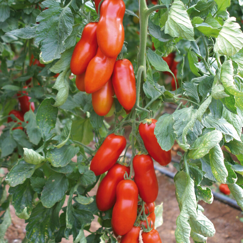 03087g_01_pozzano_vendor