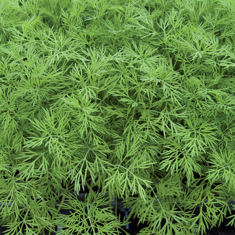 03135_01_ella_vendor_dill