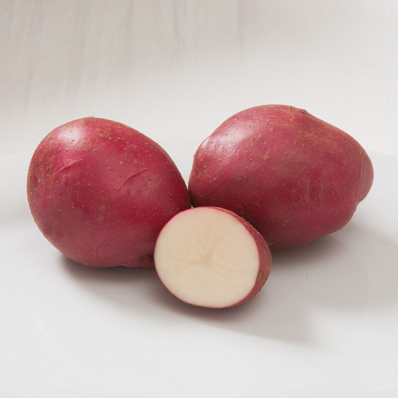 03137_01_strawberrypaw