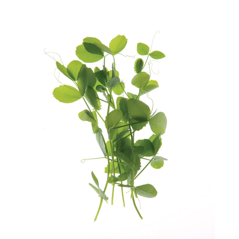 03161sg_01_fieldpeashoots