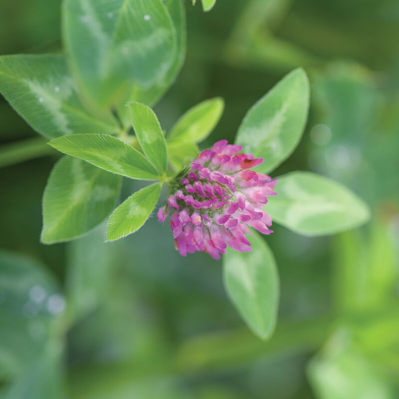 03192g_01_med_redclover