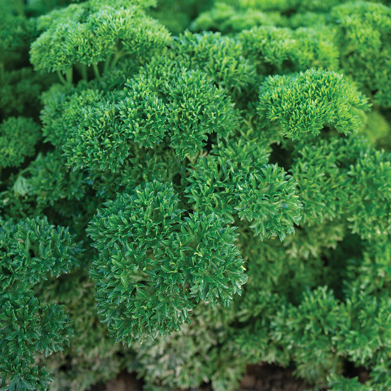 03277_01_wega_parsley