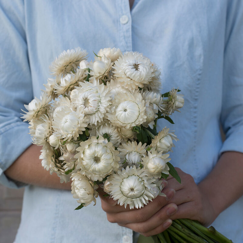 03330_01_vintage_white