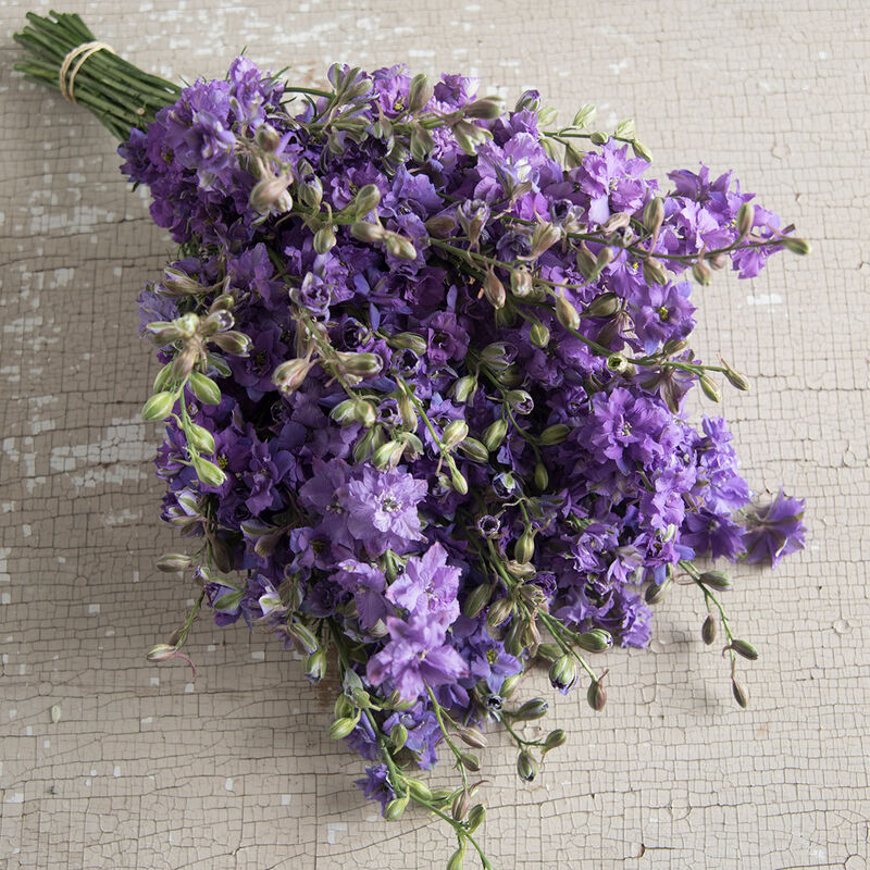 03337_01_qis_lilac
