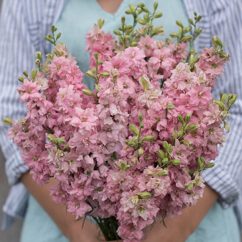03338_01_qis_light_pink