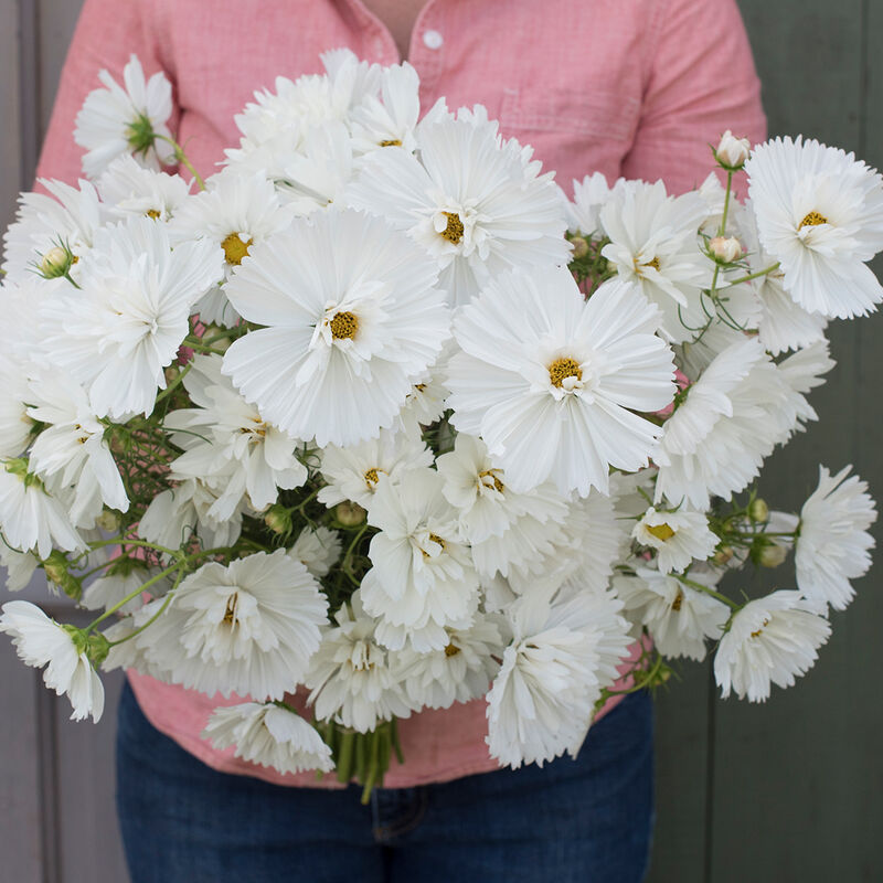 03353_02_fizzy_white