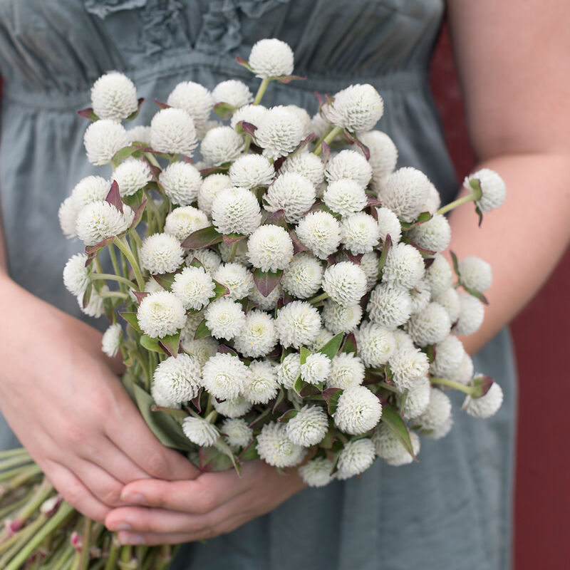 03367_01_audray_white