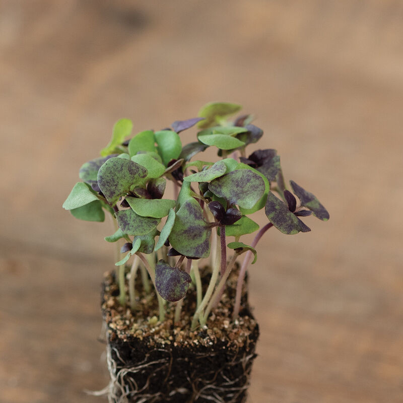 03374mg_02_bicolor_basil