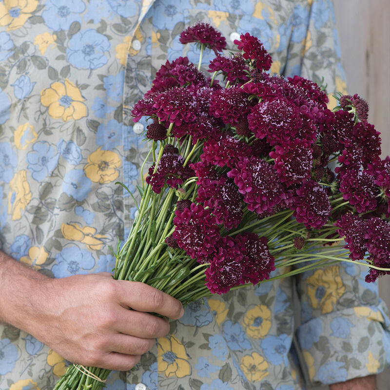 03379_01_merlot_red