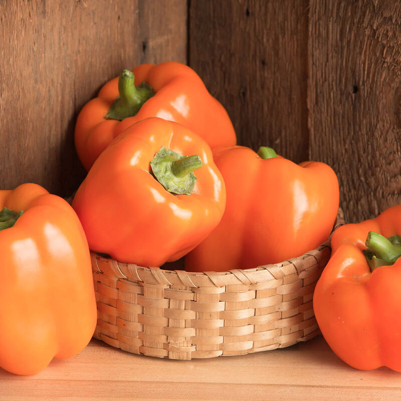 03382_milena_tomato
