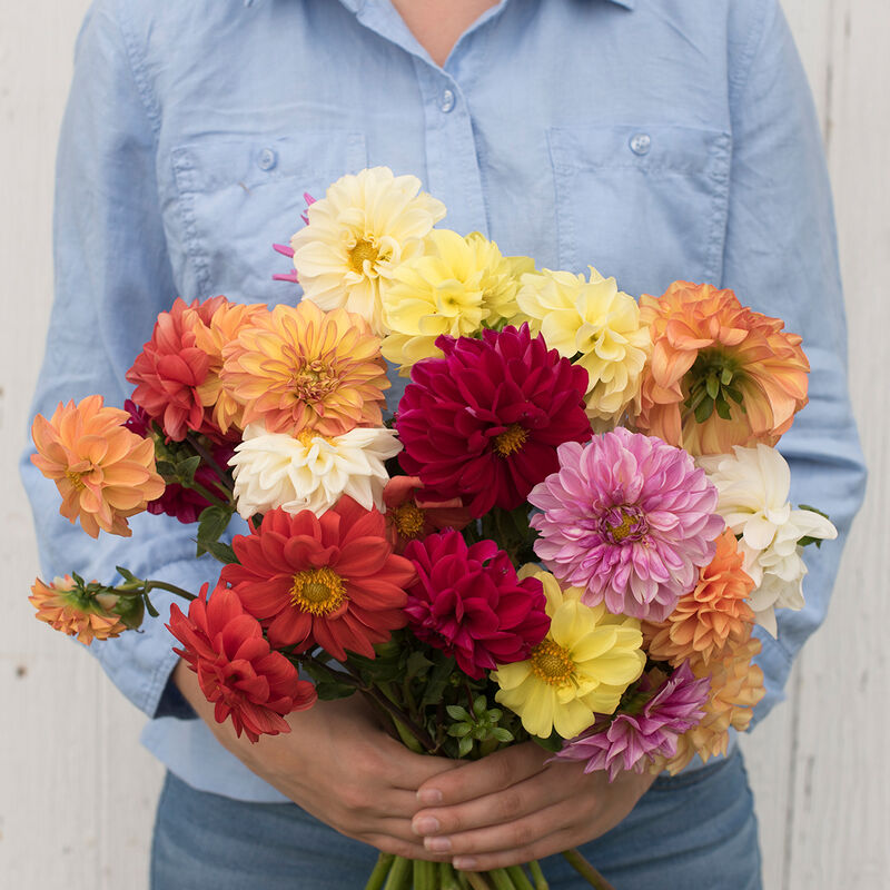 03397_01_giant_hybrid_mix