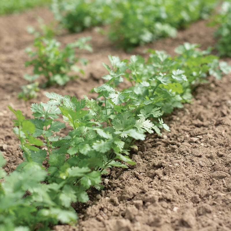 03409_01_leisure_cilantro