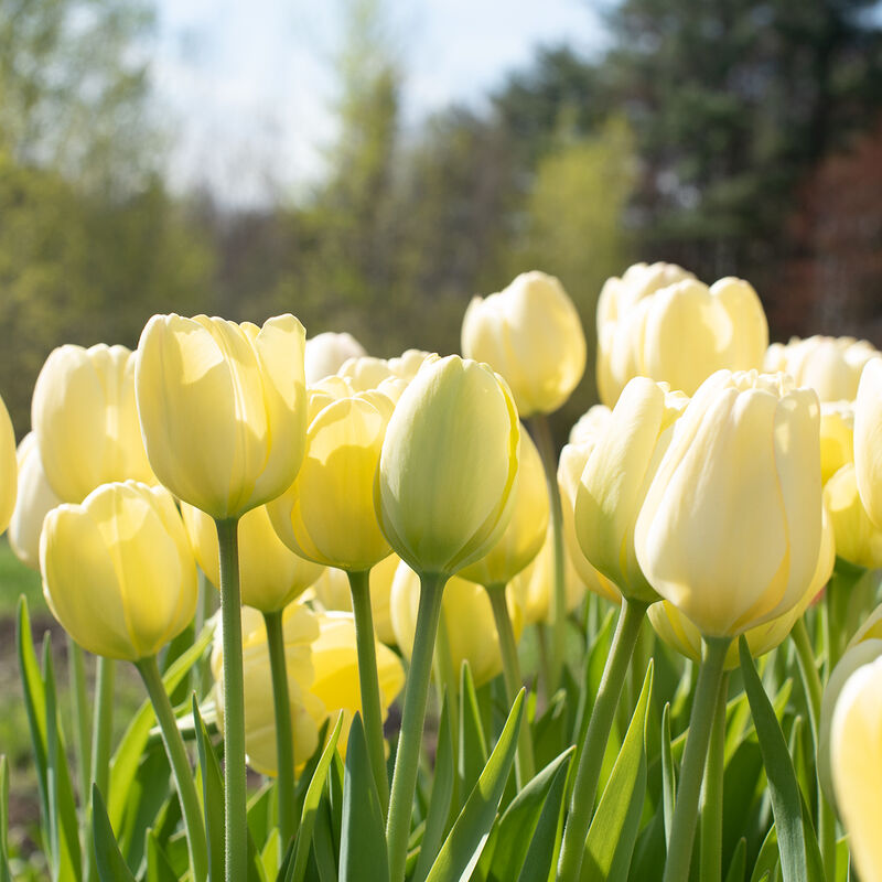 03492_01_ivory_floridale