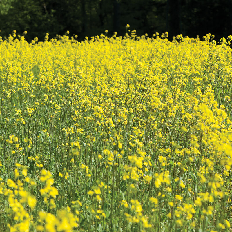 03522_01_mustard
