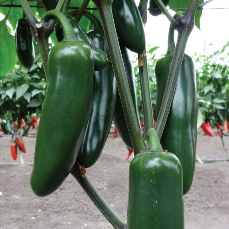 03528t_01_jedi_vendor_jalapeno_pepper
