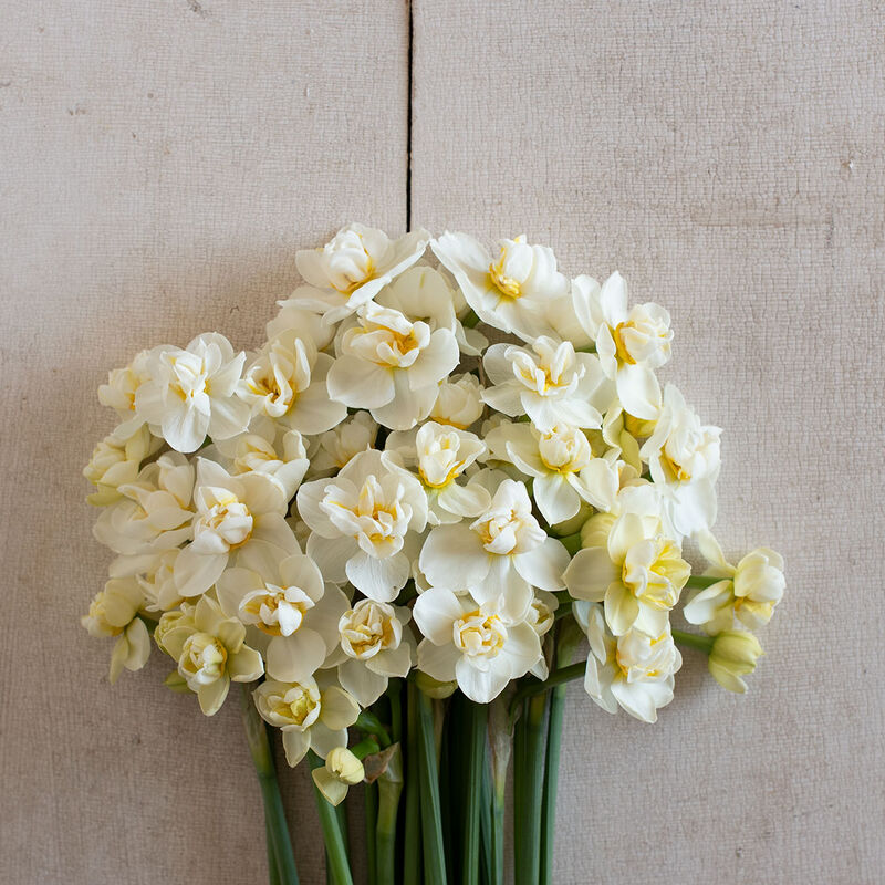 03551_01_cheerfulness