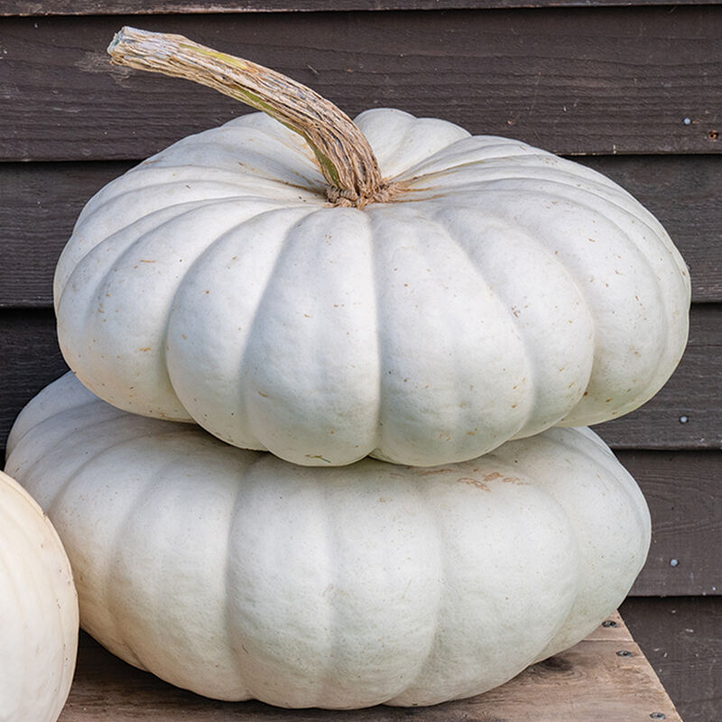 03574_01_flat_stacker_pumpkin