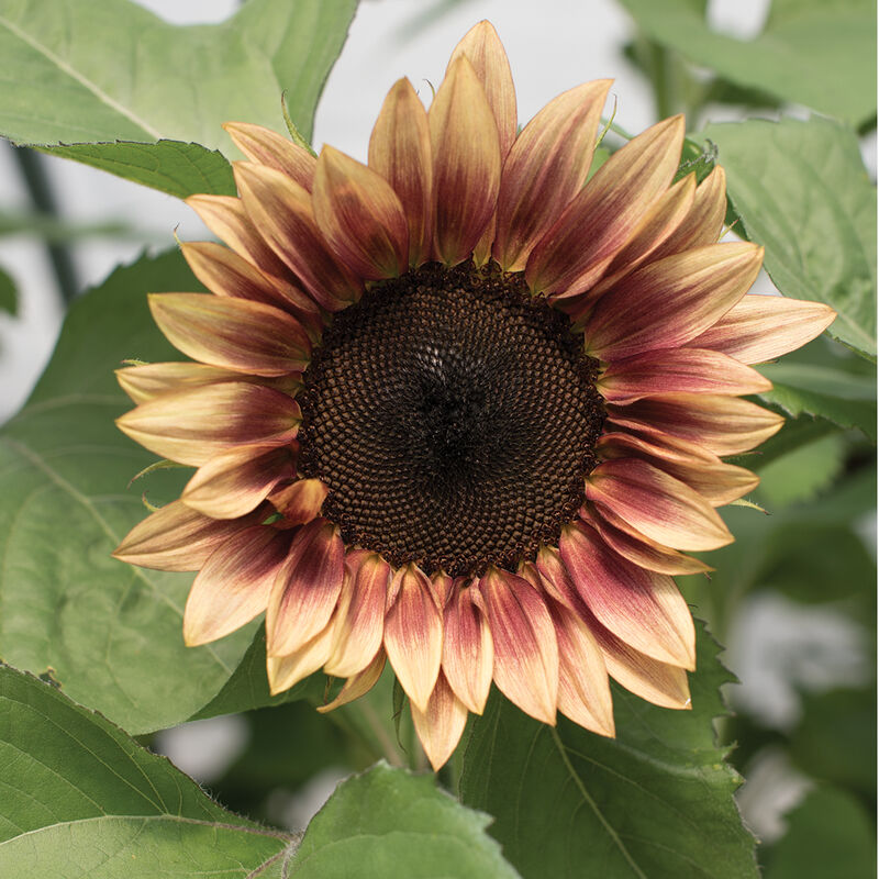 03677_01_procutplum