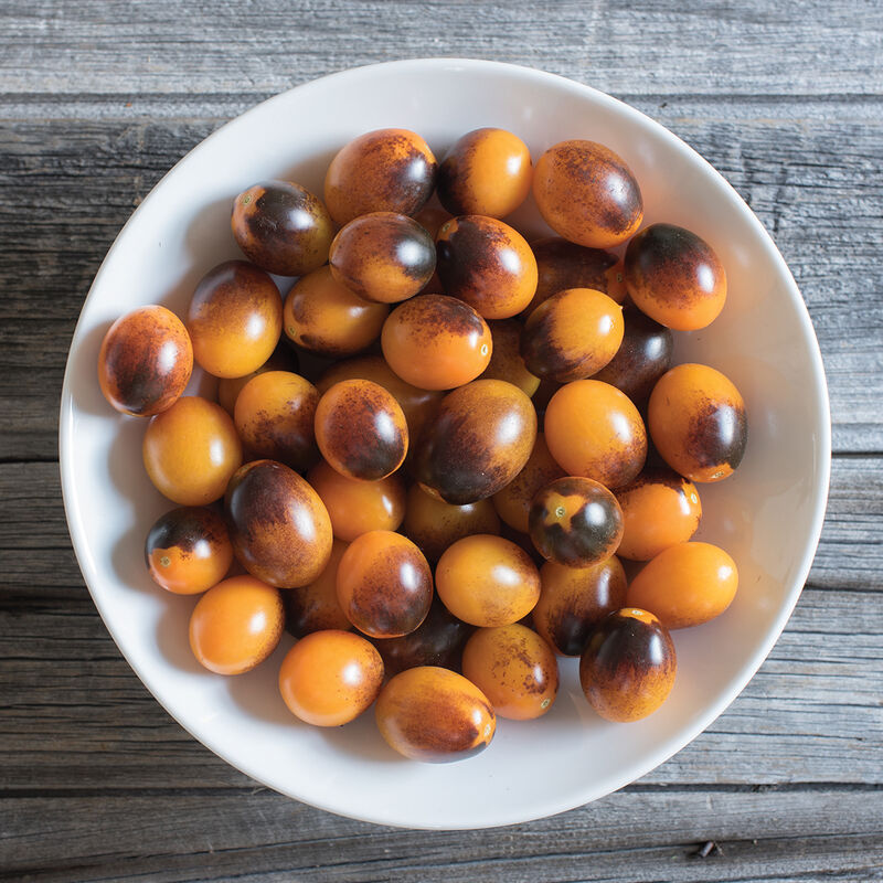 03769_01_indigokumquat