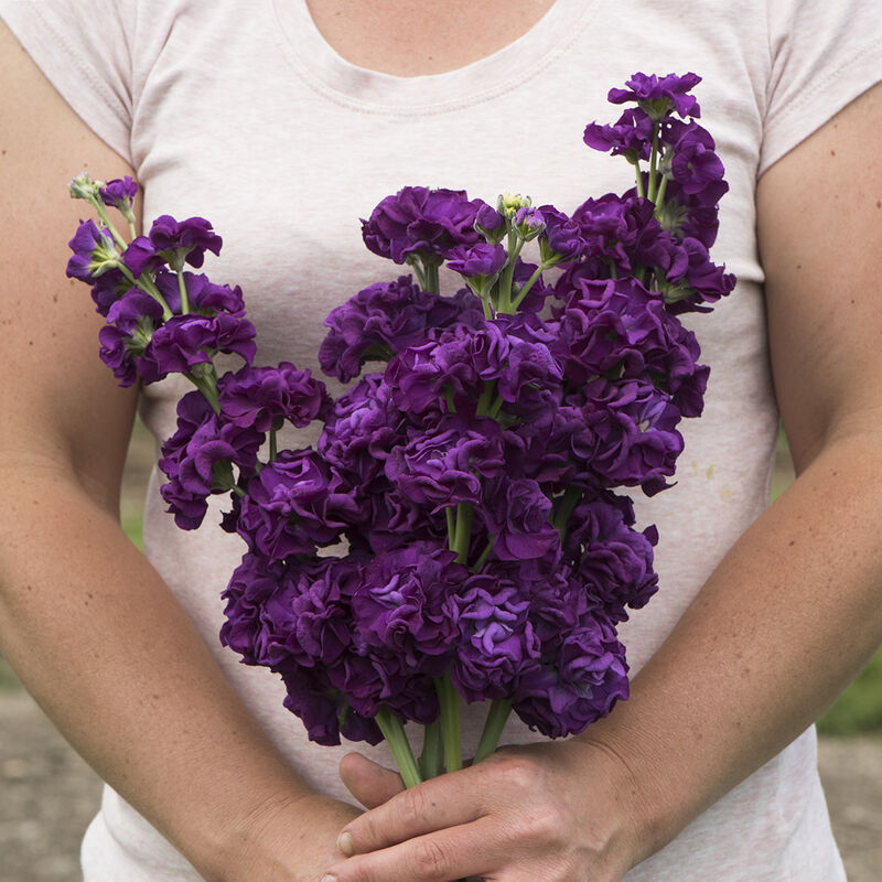 03795_01_iron_purple